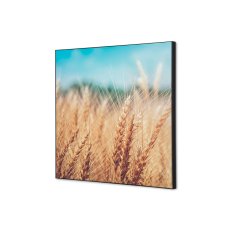 Textilní nástěnná dekorace SADA 40 x 40 Obilné pole I814